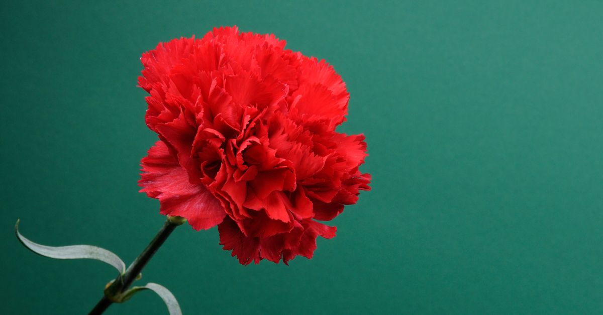 diferença entre democracia e ditadura